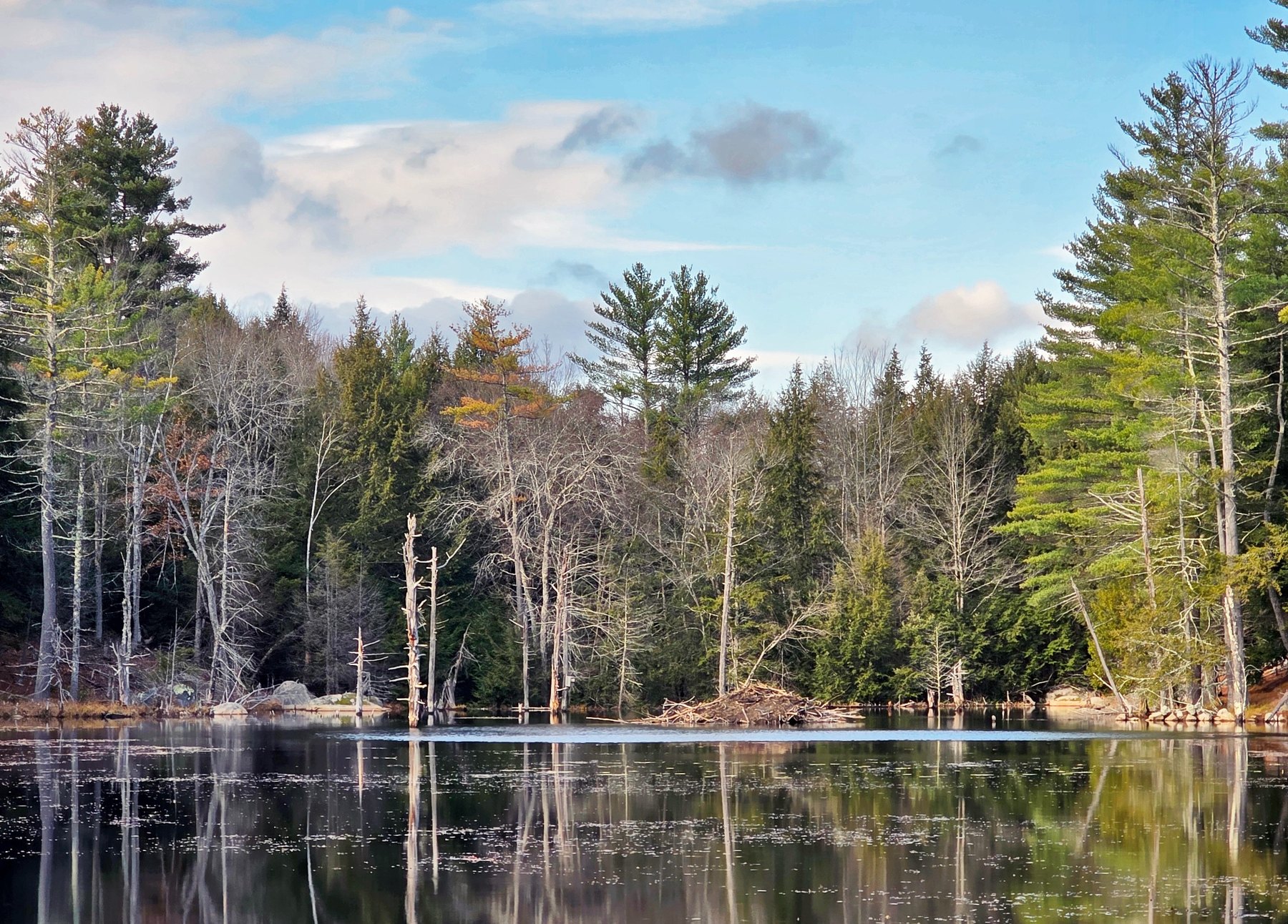 Beaver dam and reflected trees in Deering New Hampshire
